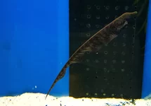 TROMPETNEUS MESVIS