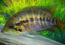 FRIEDRICHSTHALII CICHLIDE