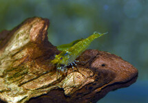 YELLOW KING KONG GARNAAL