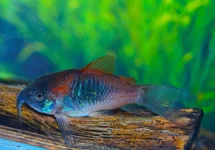 PANTSERMEERVAL ORANGE VENEZUELA