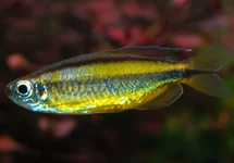 GOUDEN KONGOZALM