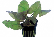 Aponogeton fenestralis - KN