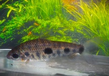 STEYERMARKI'S KOPSTAANDER