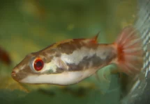 POISSON BALLON IRRUBESCO