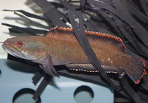 SLANGEKOPVIS LAOS FIREBACK