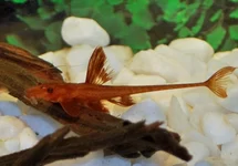 L010A RED LIZARD CATFISH