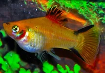 PLATY GEEL VICTORY