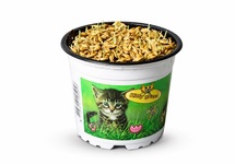 Triticum (kattengras) in pot  (p12)