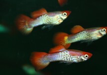 GUP SNAKESKIN ROODKOP