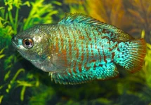 DWERGGOERAMI NEON (M/F)