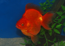 SLUIER RYUKIN SHORTTAIL ROOD