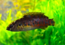 BAARSJE ASSAMENSIS