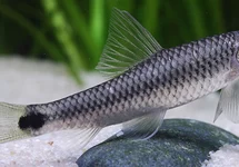 CROSSOCHEILUS RETICULATUS M/L