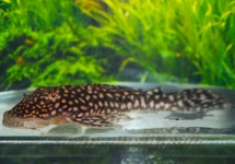 SLATE PLECO