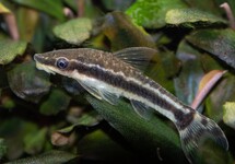 DWERGALGENETER VITTATUS