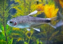 NEGODAGUA ZALM