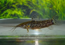 PANTSERMEERVAL NANAY