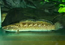 EMERALD GREEN SLANGEKOPVIS