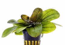 Echinodorus 'Reni' - PE