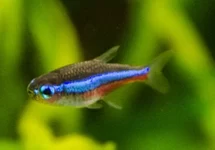 BLAUWE NEON