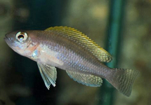 TANGANYIKA CICHLIDE CAUDOPUNCTATUS
