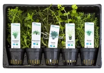 MIX van 5 potten - midden - AS