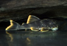 L076 ORANGE SEAM PLECO