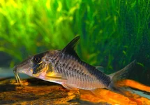 PANTSERMEERVAL SIMULATUS