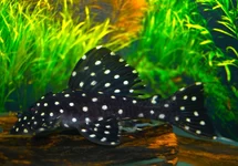 L007 GALAXY PLECO
