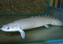 SENEGAL BICHIR