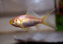 GOLDFISH COMET WHITE