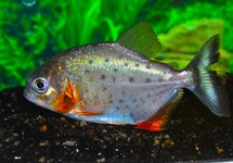 Carnivore Piranha