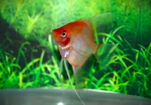 MAANVIS RED GHOST BLUSHING