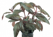 Potten 5.5cm - emers