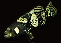 EPINEPHELUS LANCEOLATUS S