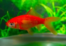 GOUDVIS KOMEETSTAART