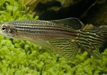 ZEBRADANIO SLUIER