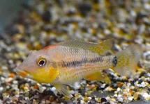 CICHLIDÉ STEINDACHNERI