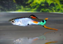 ENDLER GUP SILVERADO (M/F)