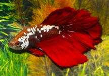 KEMPVIS HALFMOON RED SAMURAI MAN