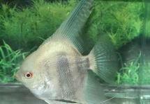 ANGELFISH PLATINUM STRIPED