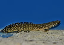 ORNATE BICHIR