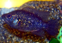 CICHLIDÉ MADAGASCAR POLLENI