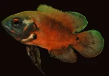 PAUWOOGCICHLIDE ROOD