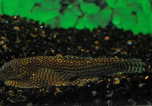 PUNKTIERTE PRACHTFLOSSENSAUGER