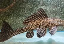 PLECOSTOMUS ALGENETER