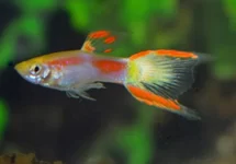 ENDLER GUP GEEL LASER TAIL (M/F)