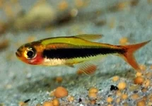 TUCANO TETRA