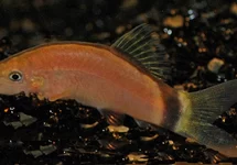 MUISBOTIA