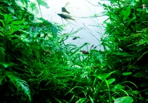 Aquaflora poster 'Go Green!' A1 formaat - PR
